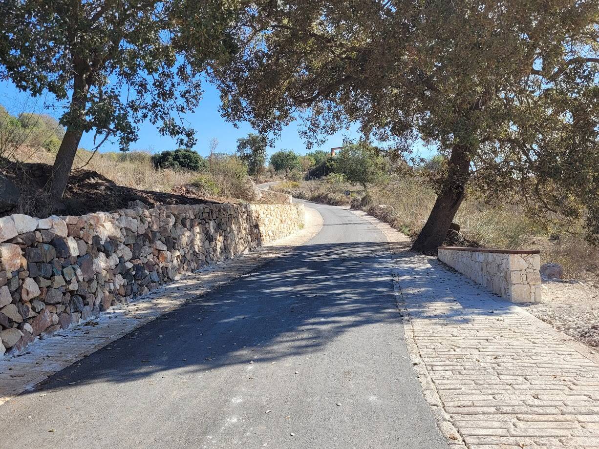 road paved with asphalt and stones, flanged by olive trees